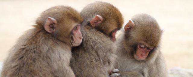 十二生肖仗義的動物是什么