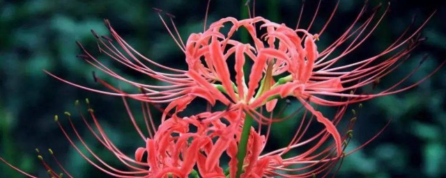 石蒜花和彼岸花的區(qū)別