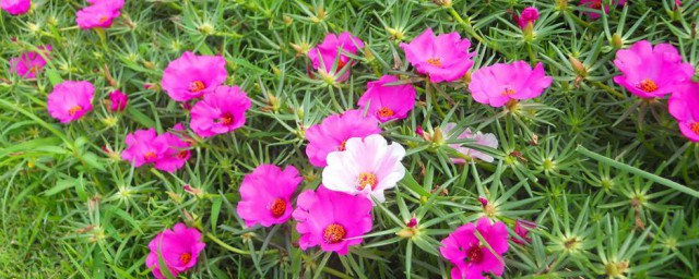 太陽花花語是什么