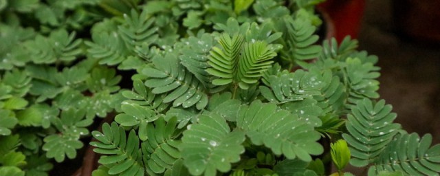 含羞草長什么樣子