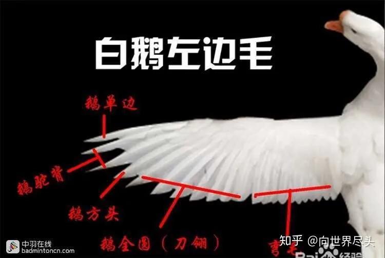 威克多哪款羽毛球貴（羽毛球！你憑啥這么貴？作者為你分析推薦實(shí)惠（我不是帶貨的））