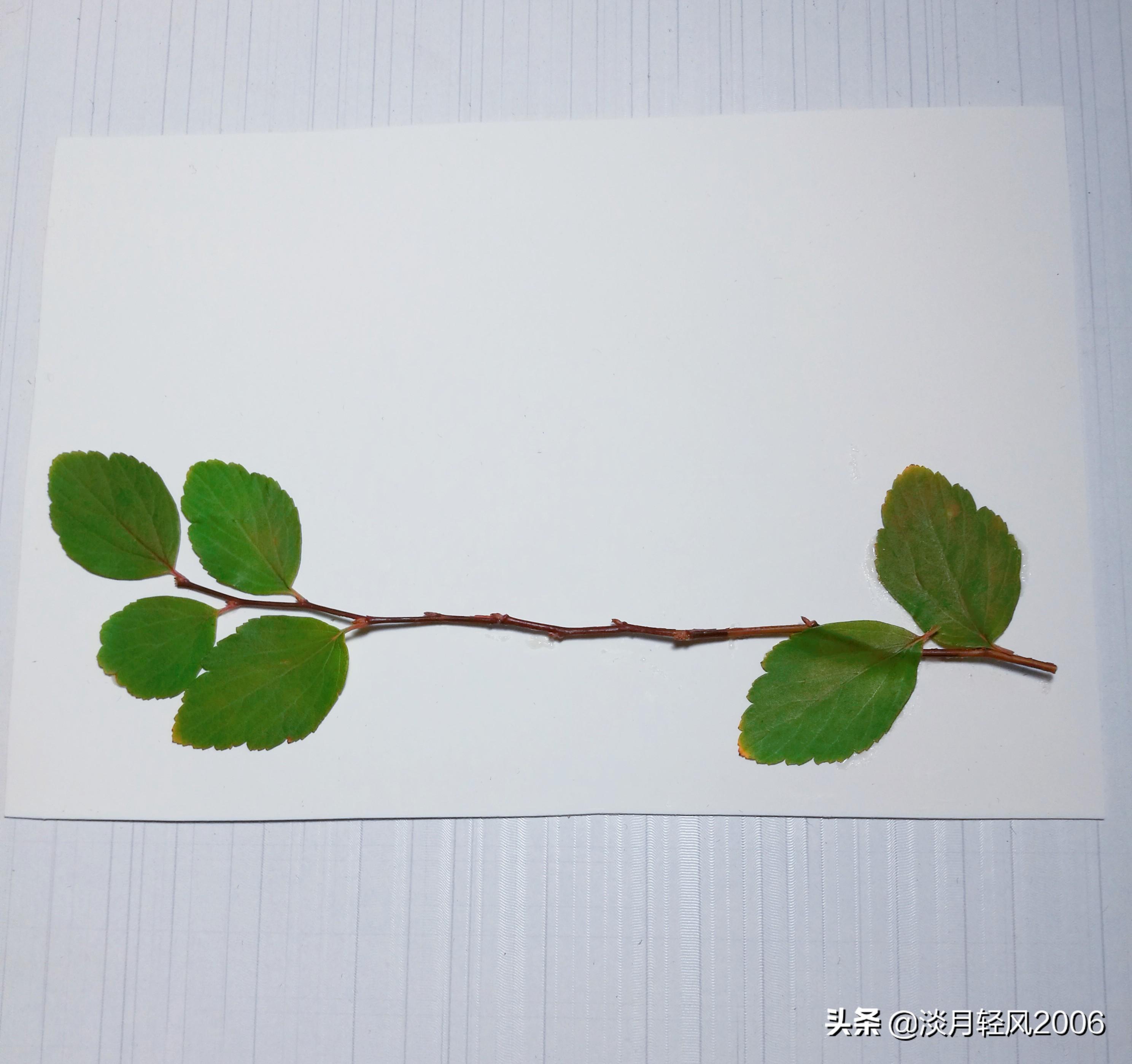 樹葉畫手工貼畫（幼兒手工，簡單葉貼畫，樹葉貼小鳥教程，孩子一學(xué)就會(huì)）