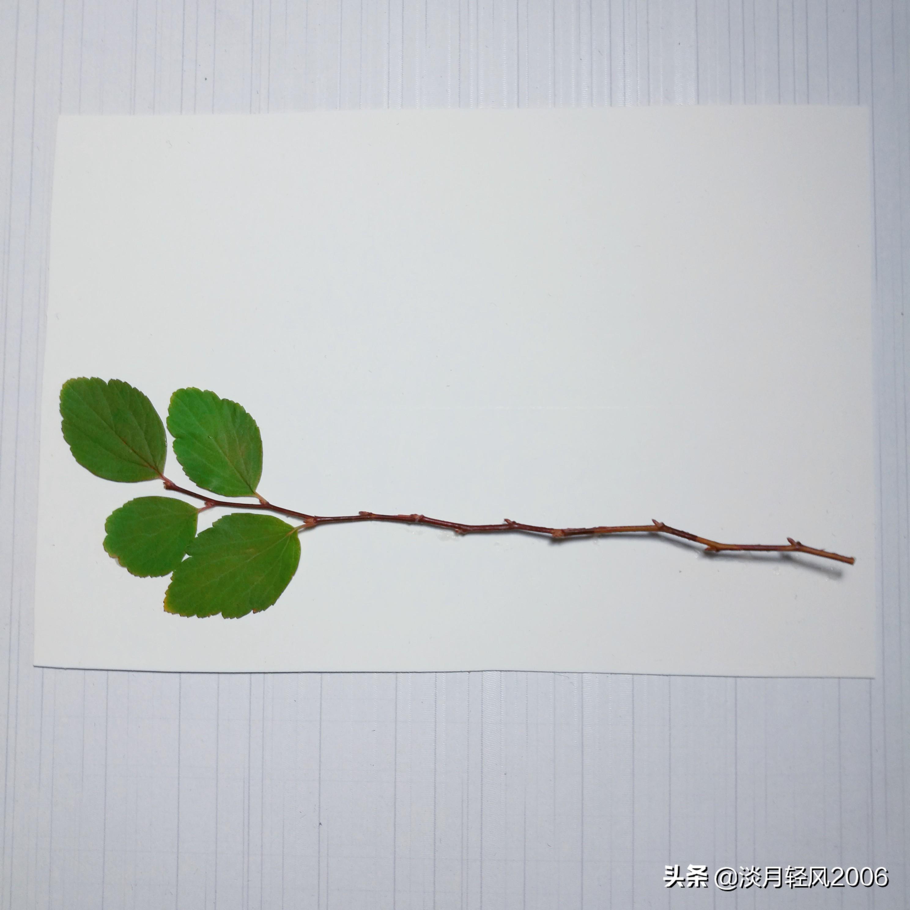 樹葉畫手工貼畫（幼兒手工，簡單葉貼畫，樹葉貼小鳥教程，孩子一學(xué)就會(huì)）