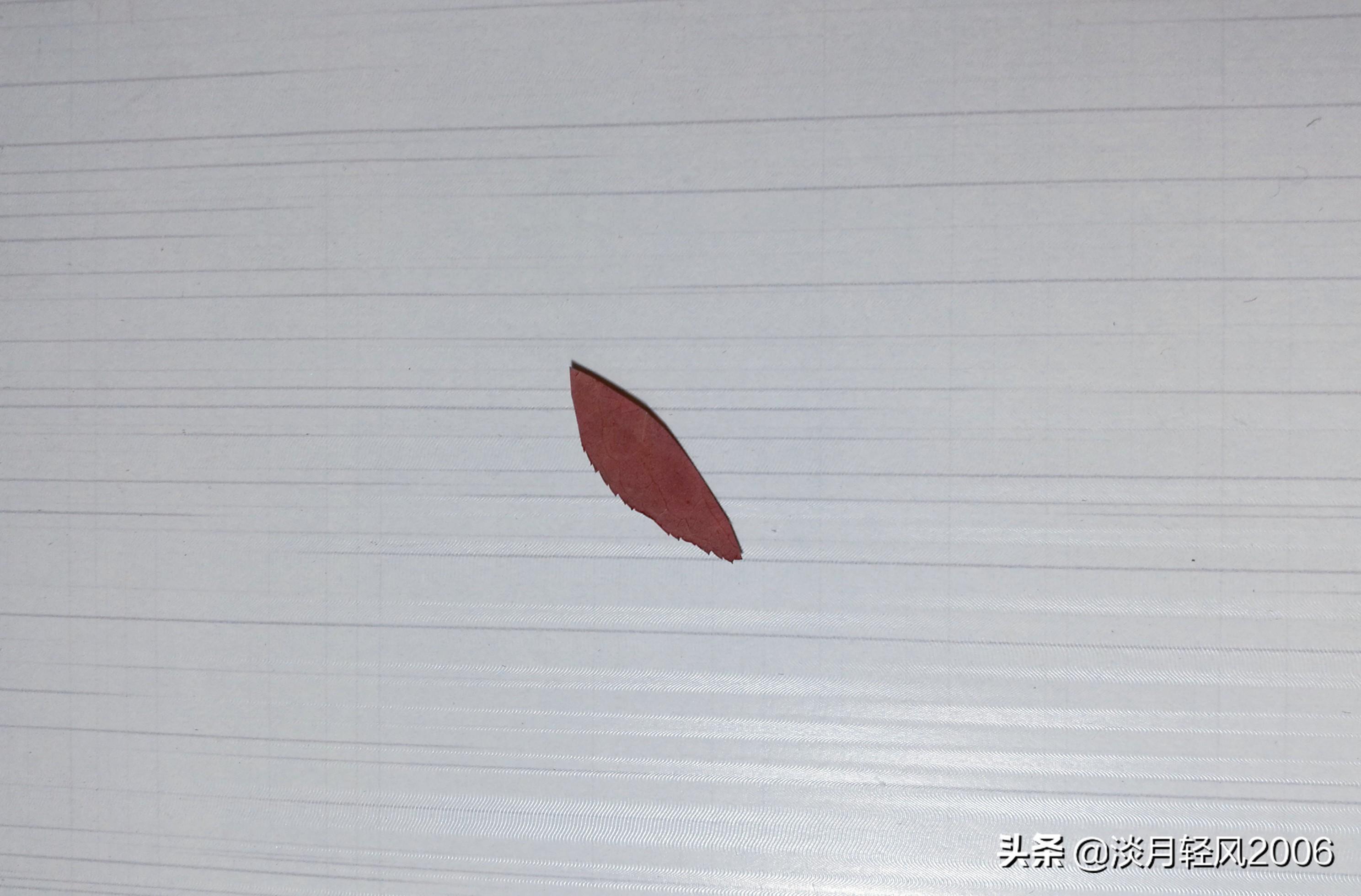 樹葉畫手工貼畫（幼兒手工，簡單葉貼畫，樹葉貼小鳥教程，孩子一學(xué)就會(huì)）