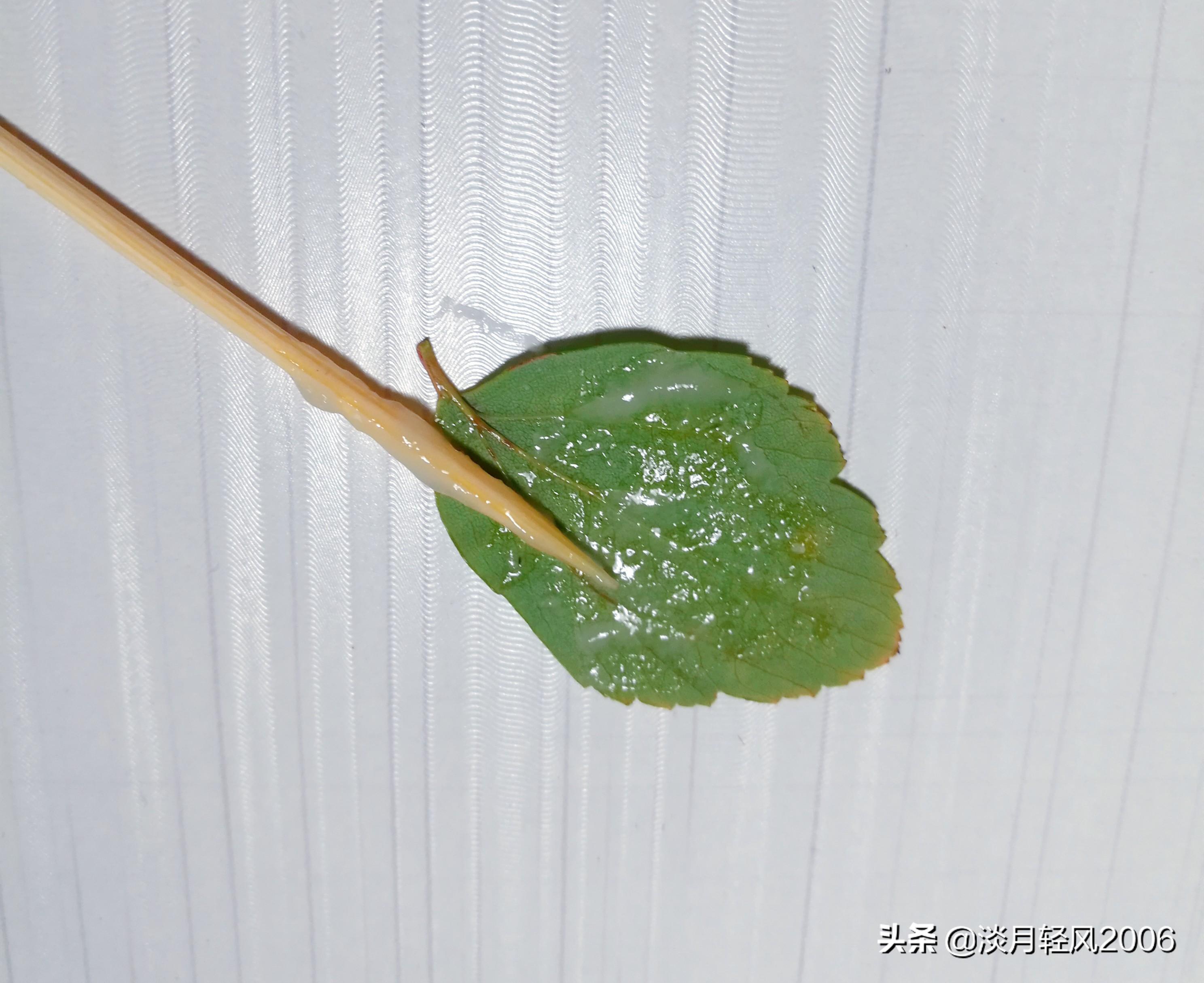 樹葉畫手工貼畫（幼兒手工，簡單葉貼畫，樹葉貼小鳥教程，孩子一學(xué)就會(huì)）
