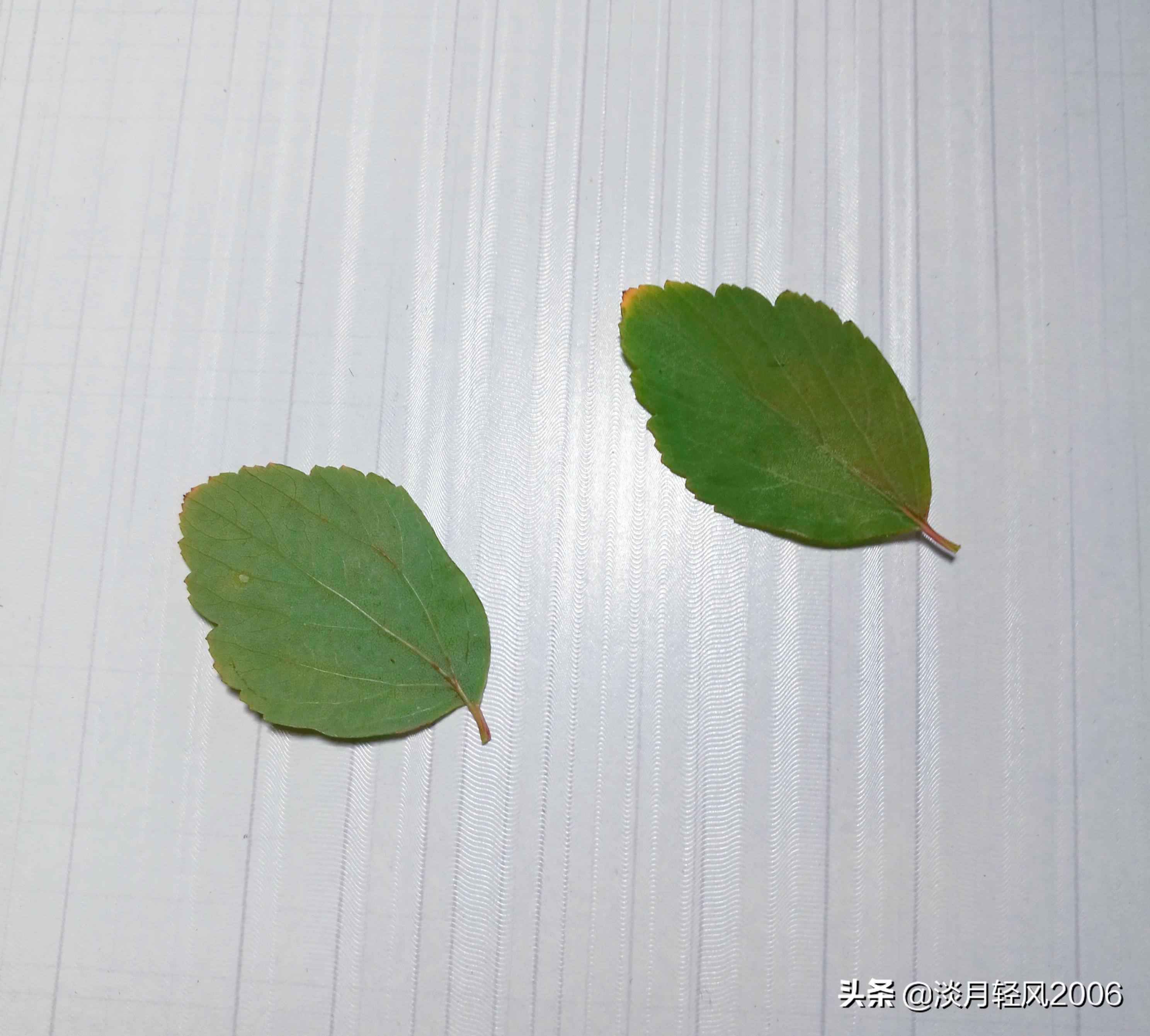 樹葉畫手工貼畫（幼兒手工，簡單葉貼畫，樹葉貼小鳥教程，孩子一學(xué)就會(huì)）