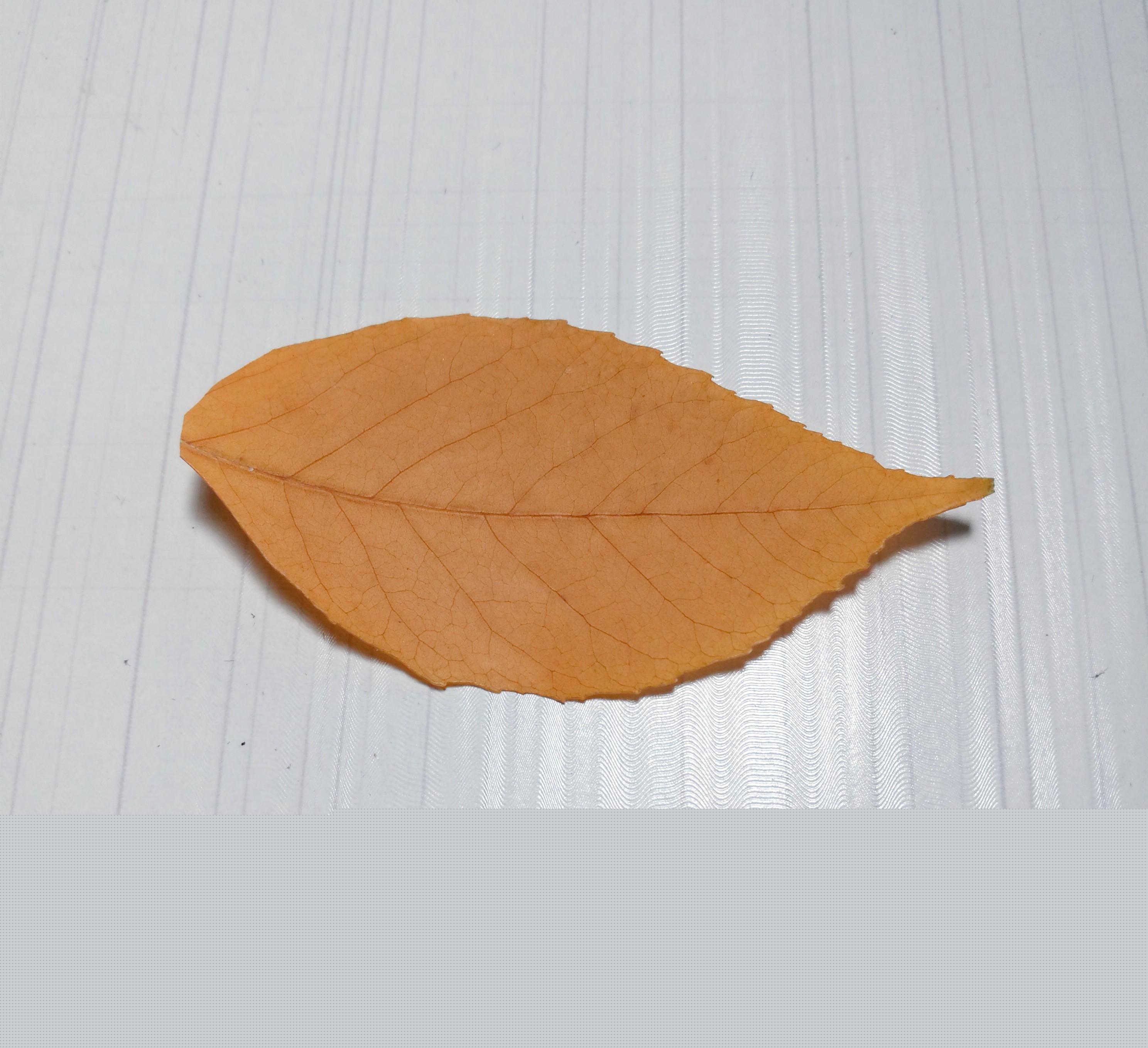 樹葉畫手工貼畫（幼兒手工，簡單葉貼畫，樹葉貼小鳥教程，孩子一學(xué)就會(huì)）