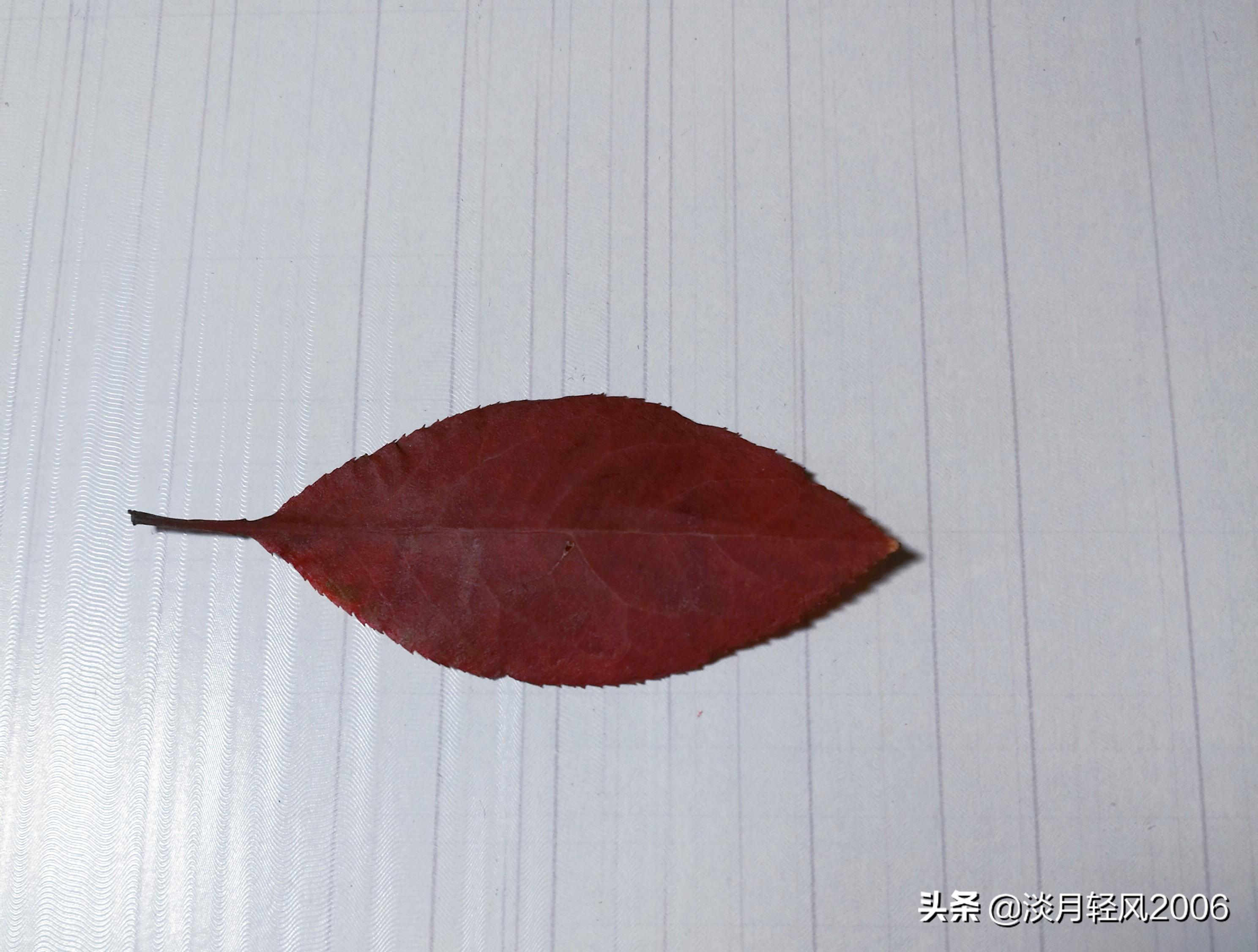 樹葉畫手工貼畫（幼兒手工，簡單葉貼畫，樹葉貼小鳥教程，孩子一學(xué)就會(huì)）
