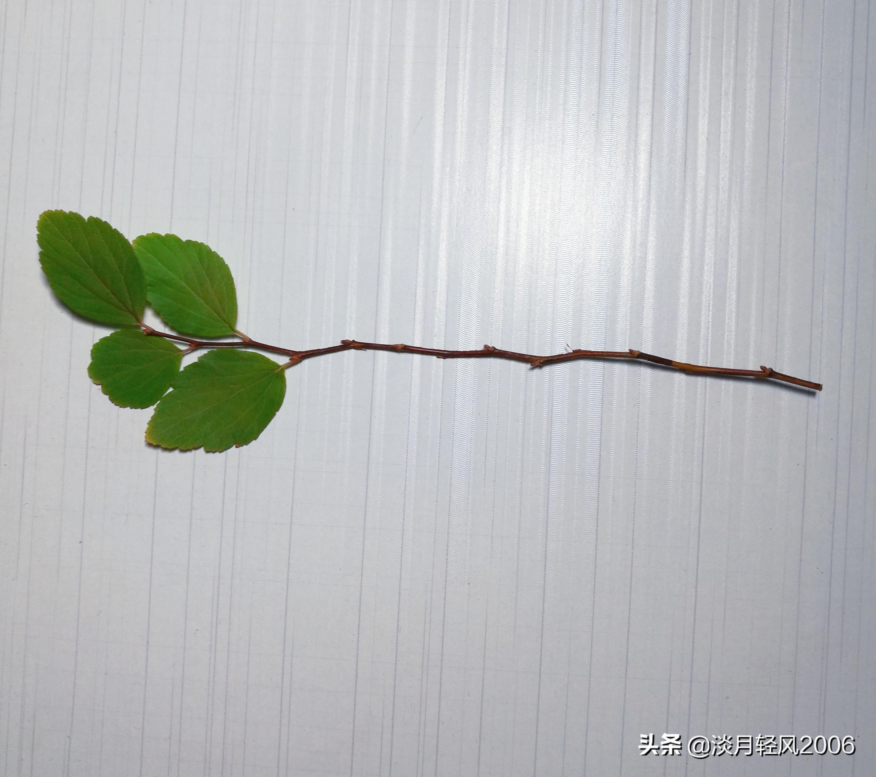 樹葉畫手工貼畫（幼兒手工，簡單葉貼畫，樹葉貼小鳥教程，孩子一學(xué)就會(huì)）