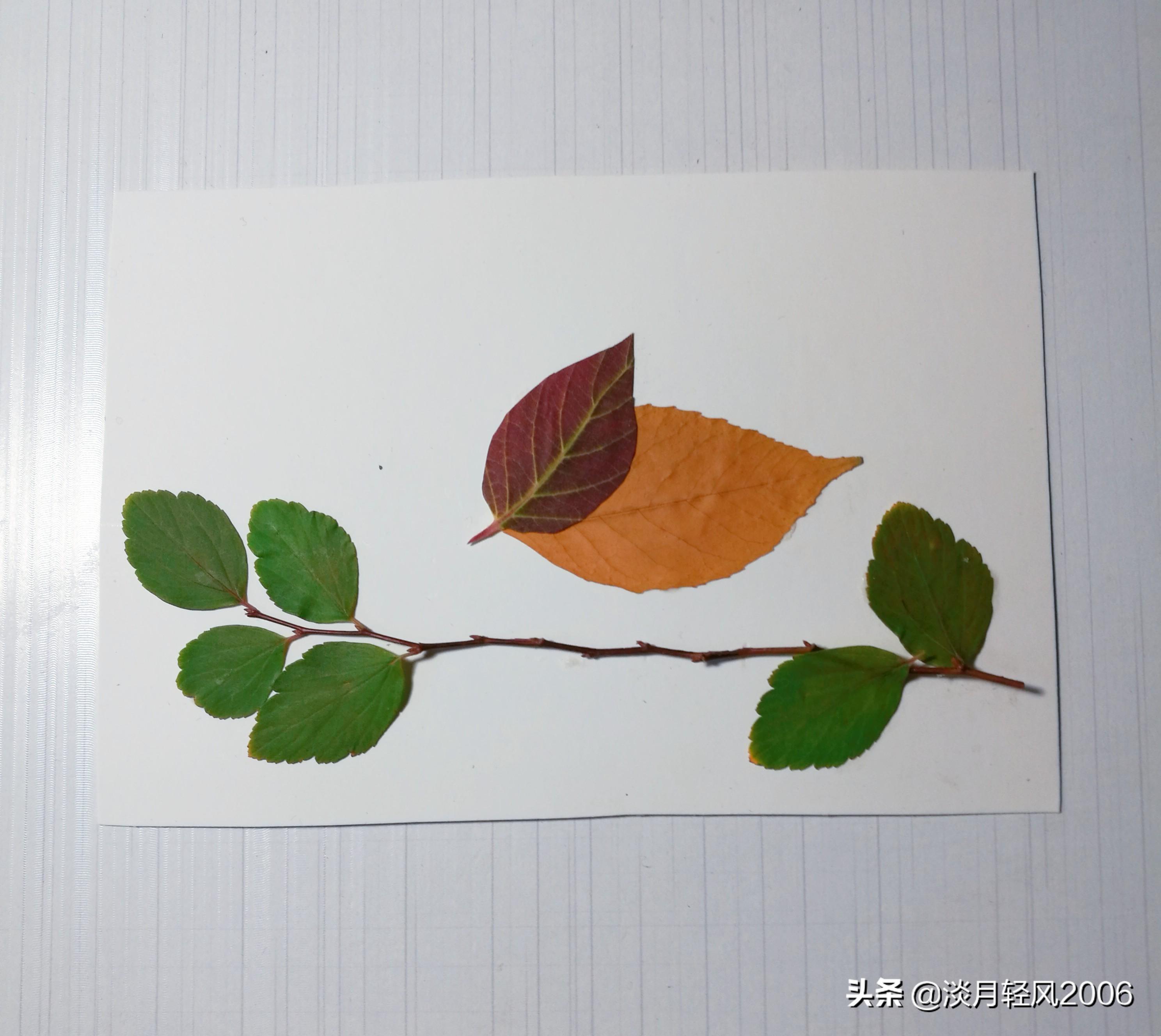 樹葉畫手工貼畫（幼兒手工，簡單葉貼畫，樹葉貼小鳥教程，孩子一學(xué)就會(huì)）