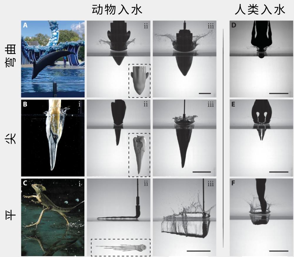 跳水怎么做動(dòng)作的（跳水時(shí)最安全的姿勢(shì)，你猜對(duì)了嗎？）