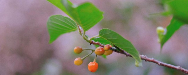 櫻花樹結的果子叫什么