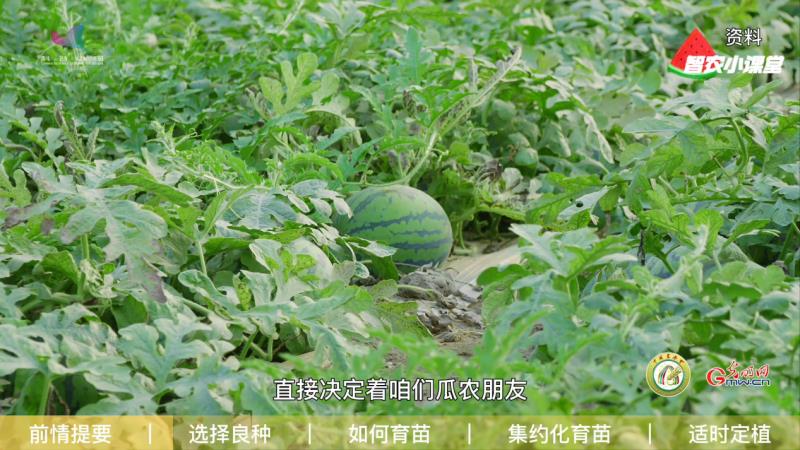 足球大小盤表示什么意思（設施西瓜如何實現高效栽培？農藝師：選擇良種是重中之重）