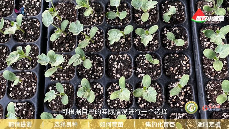足球大小盤表示什么意思（設施西瓜如何實現高效栽培？農藝師：選擇良種是重中之重）