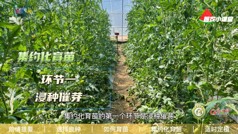 足球大小盤表示什么意思（設施西瓜如何實現高效栽培？農藝師：選擇良種是重中之重）